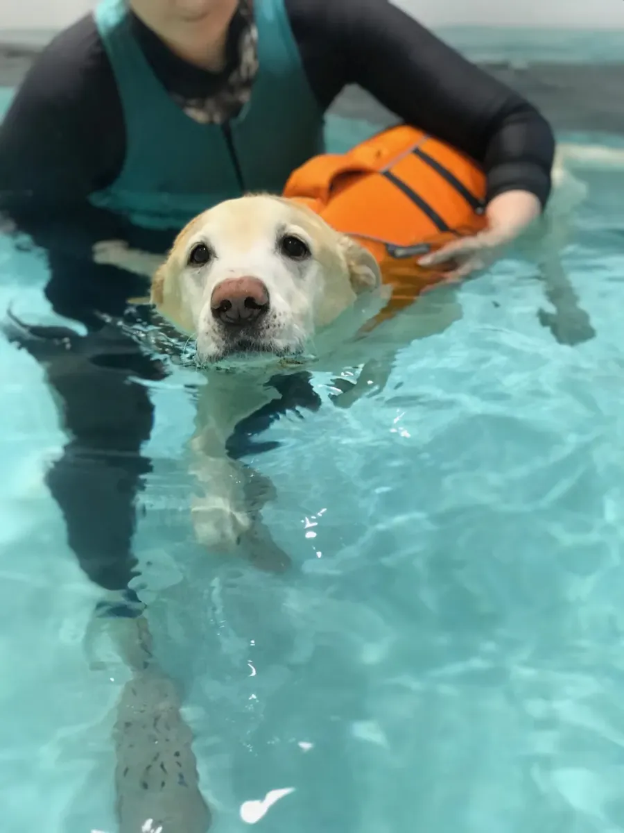 Un perro de pelo claro con chaleco salvavidas nada en una piscina mientras una terapeuta lo sostiene
