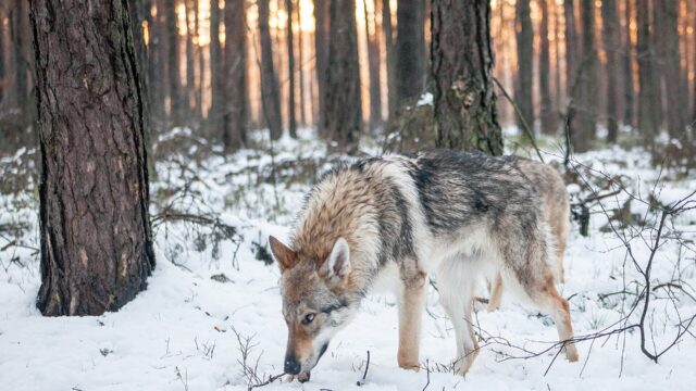 Perro lobo checoslovaco gris olfateando la nieve en un bosque de pinos