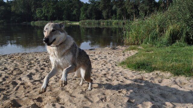 Perro lobo checoslovaco saltando en la arena junto a un lago