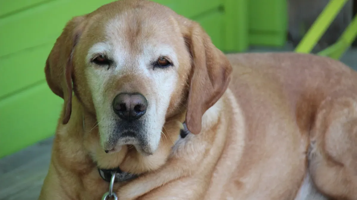 Un perro mayor de pelo dorado y hocico canoso, tumbado, mira a la cámara delante de una pared verde