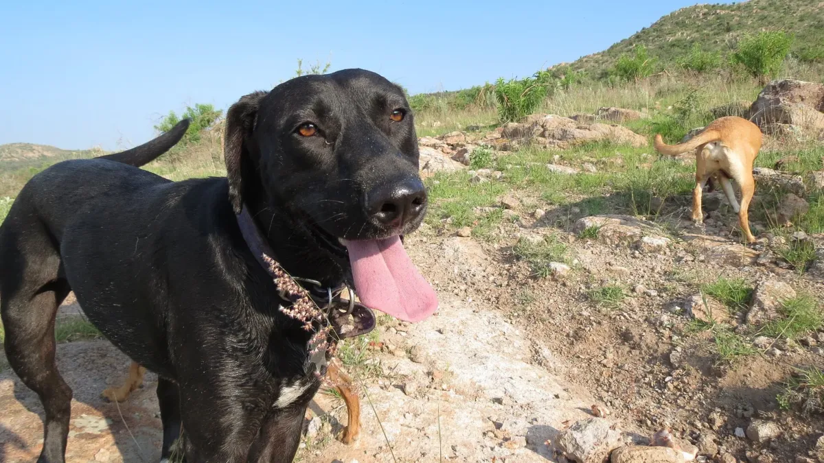 Nombres para perros machos: 200 ideas originales y con historia 1 Un perro mestizo negro, con la lengua afuera, mira a la cámara en un cerro con matorrales