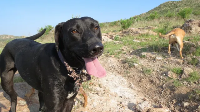Un perro mestizo negro, con la lengua afuera, mira a la cámara en un cerro con matorrales