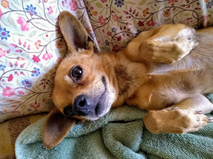 Nombres para perros machos: 200 ideas originales y con historia 3 Un perrito tipo chihuahua de color canela, boca arriba sobre una toalla verde, mira a la cámara