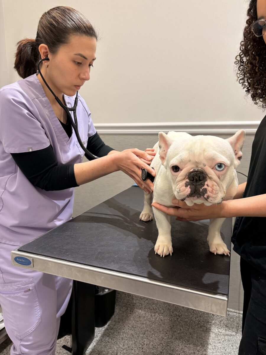 Diarrea en perros: causas, qué hacer y cuándo ir al veterinario 2 Revisión de un perro blanco con un estetoscopio sobre la mesa de una clínica veterinaria
