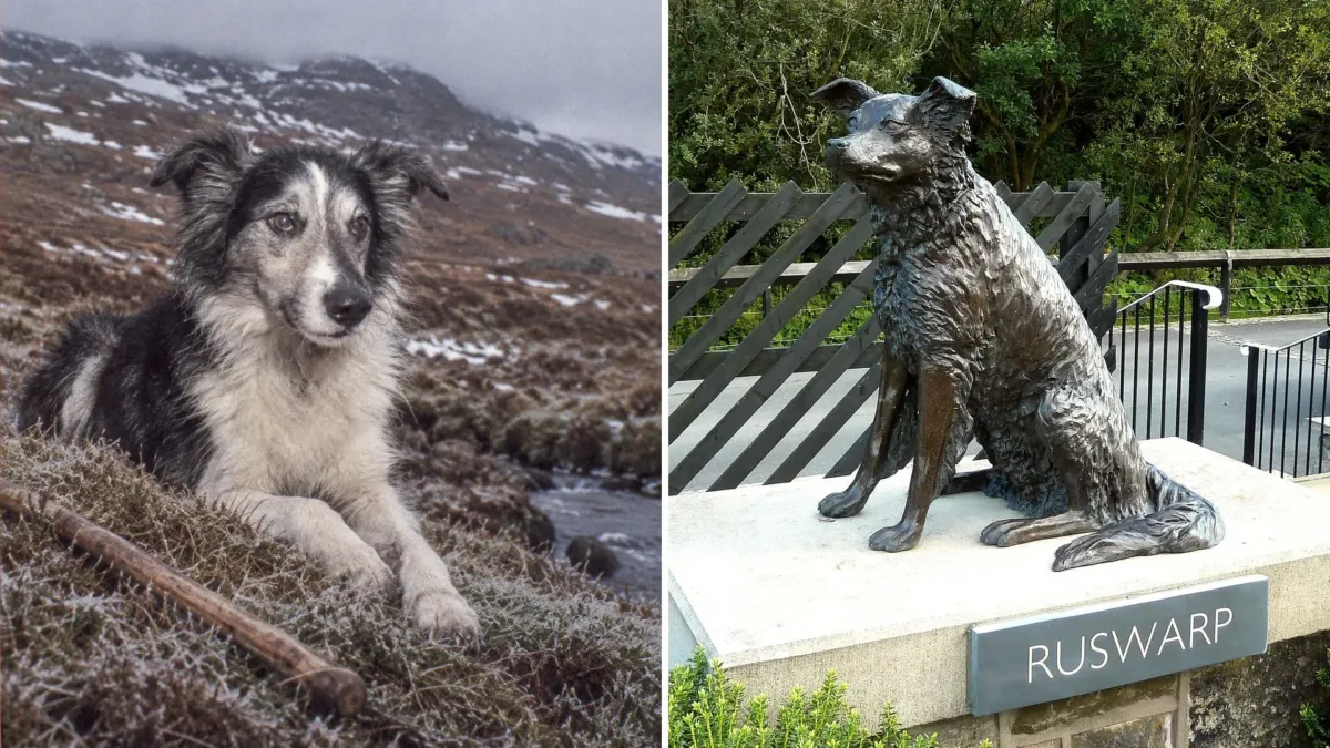 El perro que firmó con su pata para salvar un tren y luego pasó 77 noches de invierno en una montaña de Gales 1 El perro que firmó con su pata para salvar un tren y luego pasó 77 noches de invierno en una montaña de Gales