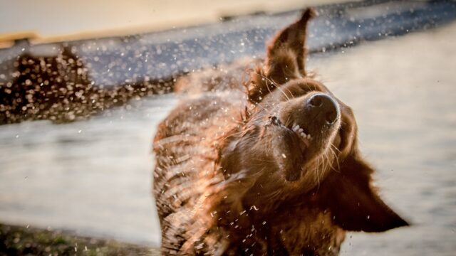 Un perro de pelo largo y oscuro se sacude el agua de la cabeza junto a un lago