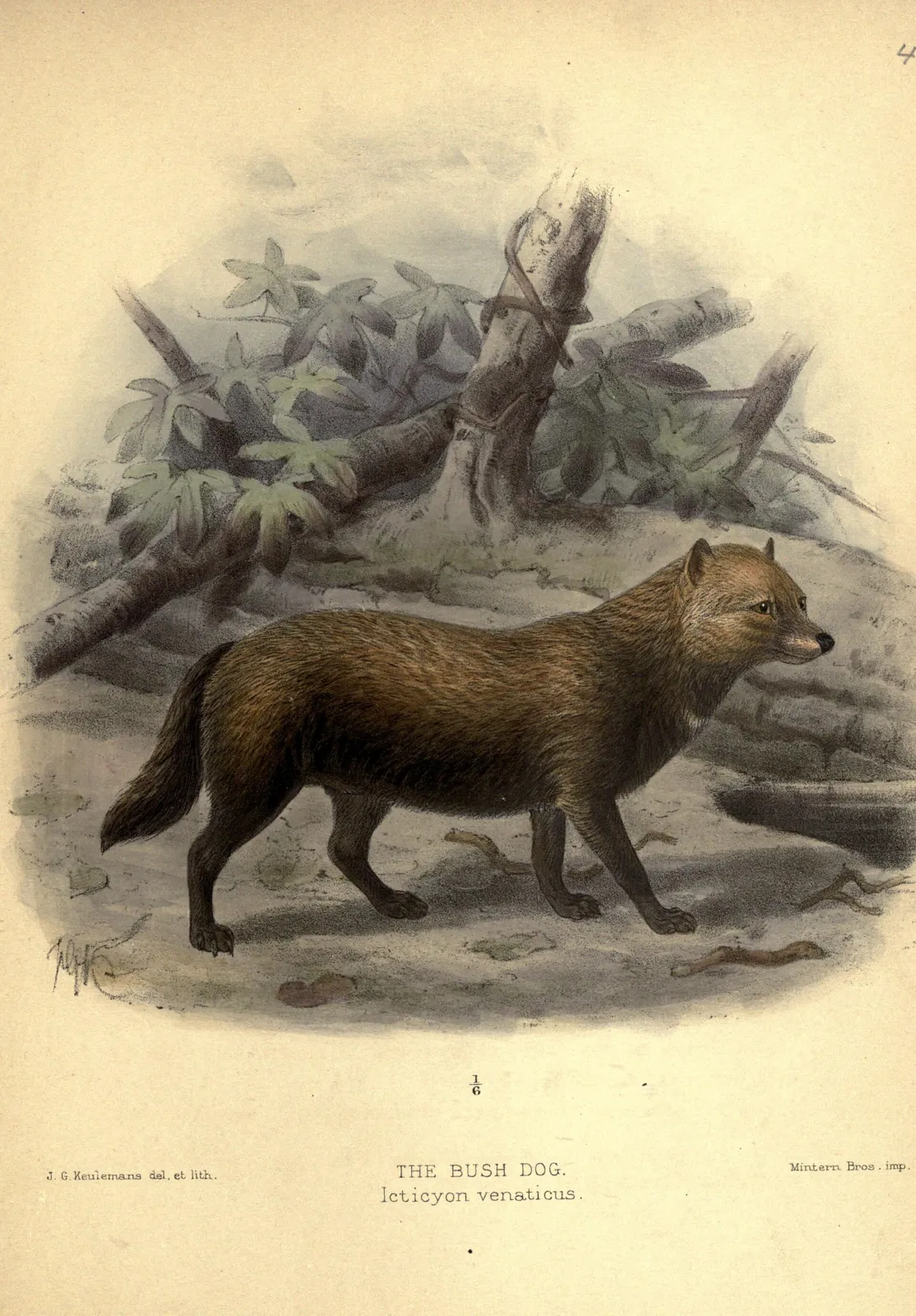 Hicieron falta 7.744 días de cámaras trampa para grabar un solo video del perro vinagre 3 Lámina de 1890 coloreada a mano que muestra al perro vinagre (Speothos venaticus)