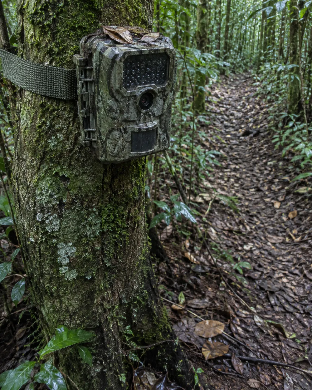 Hicieron falta 7.744 días de cámaras trampa para grabar un solo video del perro vinagre 5 Cámara trampa con camuflaje sujeta con una correa a un tronco cubierto de musgo, frente a un sendero de tierra y hojas secas sin animales
