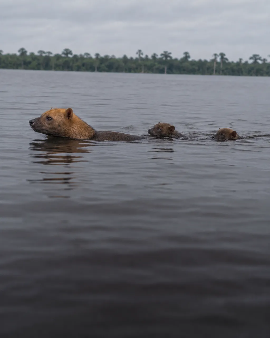 Hicieron falta 7.744 días de cámaras trampa para grabar un solo video del perro vinagre 6 Hembra adulta de perro vinagre nadando en las aguas oscuras, color té, del río Negro bajo un cielo nublado