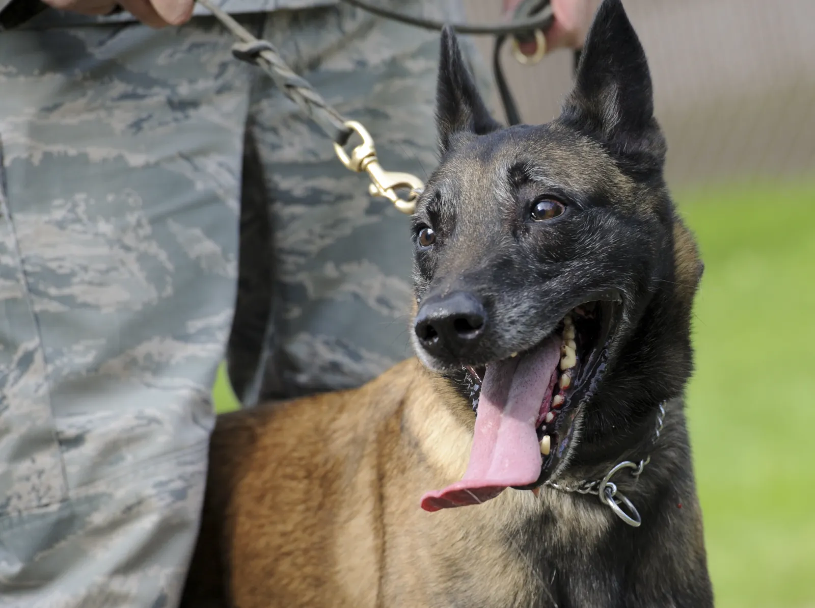 Cuatro niños sobrevivieron 40 días en la selva colombiana y el perro que los buscaba nunca volvió 3 Primer plano de un pastor belga malinois con correa junto a la pierna de un guía con uniforme militar