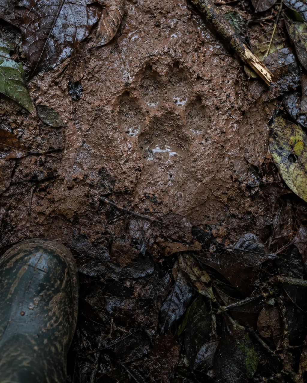 Cuatro niños sobrevivieron 40 días en la selva colombiana y el perro que los buscaba nunca volvió 4 Huella borrosa de cuatro dedos y una almohadilla en el barro rojizo de un sendero de selva, junto a hojas caídas y la punta de una bota embarrada