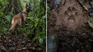 perro wilson ninos perdidos selva colombia hero