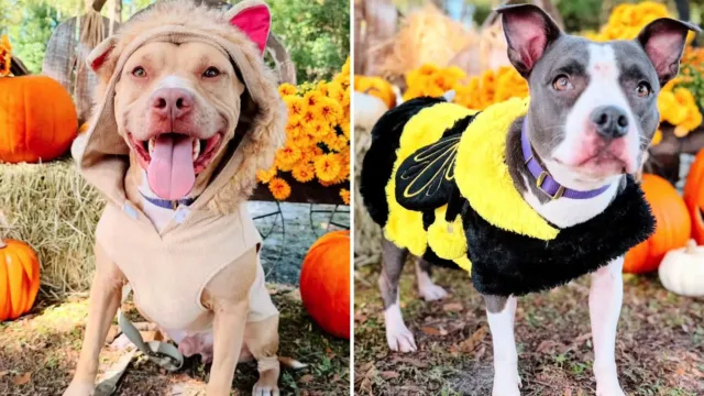 Buddy se vistió de león para Halloween, pero lo que espera no es una golosina