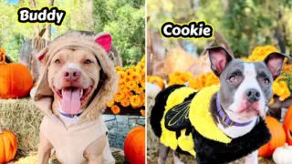 perros de refugio disfrazados halloween hero