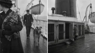 perros del titanic tres sobrevivientes hero