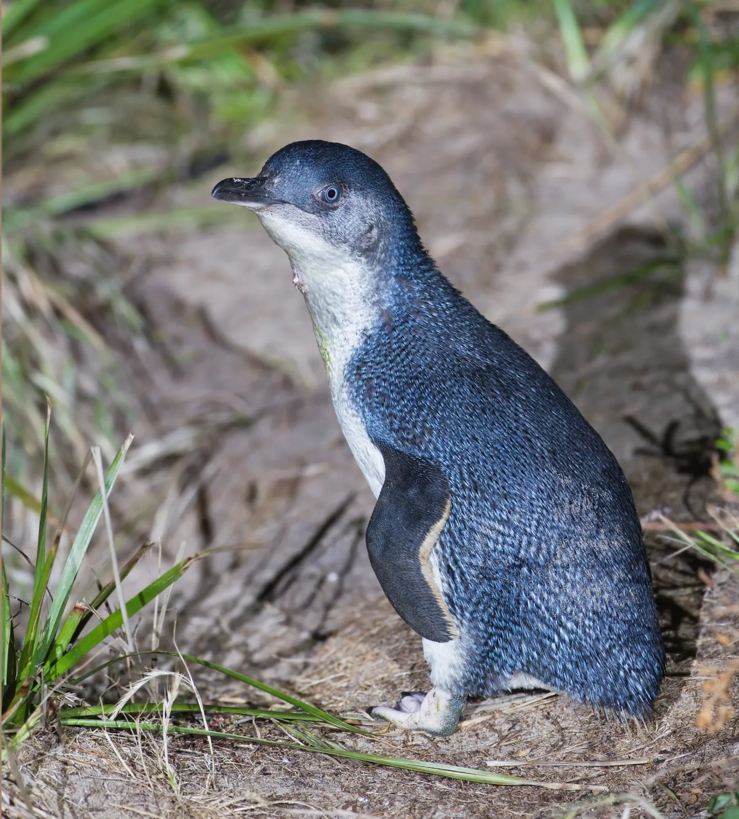 Quedaban cuatro pingüinos en una isla australiana, y un granjero propuso dejarles perros 3 Un pingüino pequeño (Eudyptula minor), la especie más pequeña de pingüino del mundo