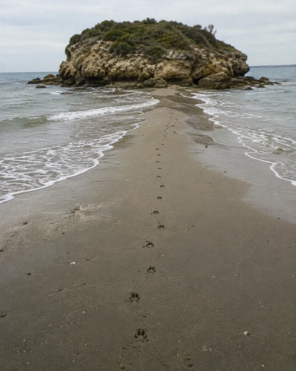 Quedaban cuatro pingüinos en una isla australiana, y un granjero propuso dejarles perros 4 Marea baja en una playa del sur de Australia: una franja de arena húmeda une la costa con un islote rocoso cubierto de matorral