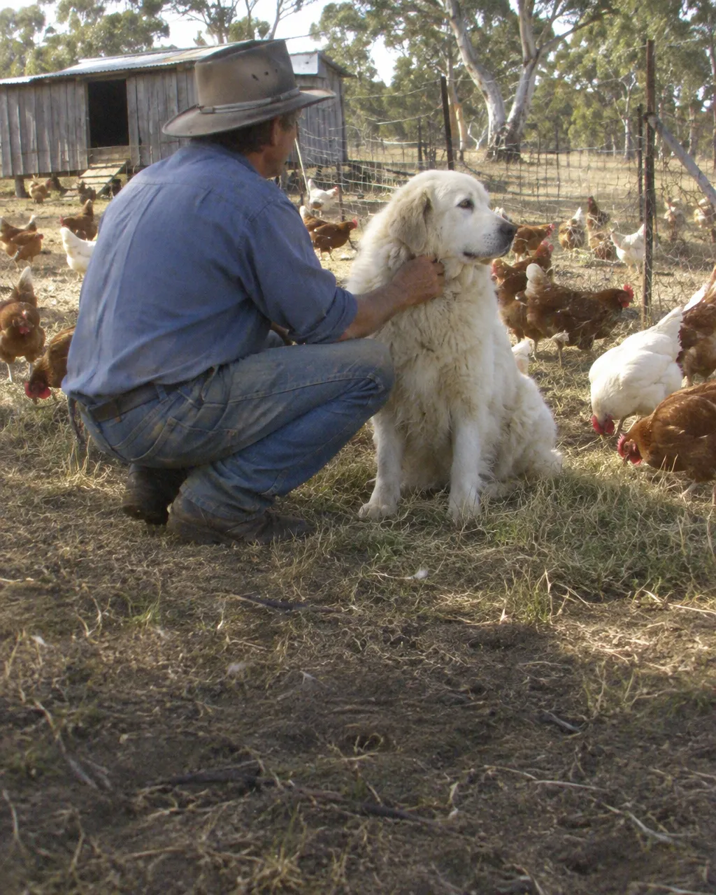 Quedaban cuatro pingüinos en una isla australiana, y un granjero propuso dejarles perros 5 Un granjero con sombrero de ala ancha, agachado y de espaldas, en una granja de gallinas en libertad del campo australiano
