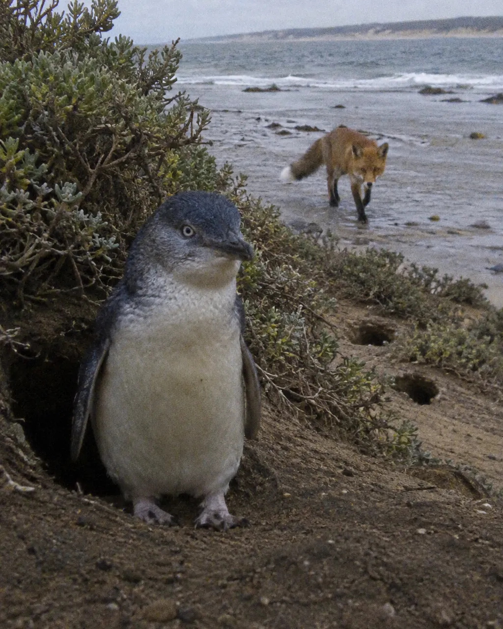 Quedaban cuatro pingüinos en una isla australiana, y un granjero propuso dejarles perros 6 Un pingüino pequeño en primer plano sobre las rocas de un islote calizo, con marea baja y la luz gris del atardecer