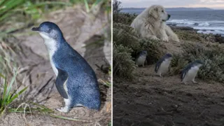 perros maremma pinguinos middle island hero