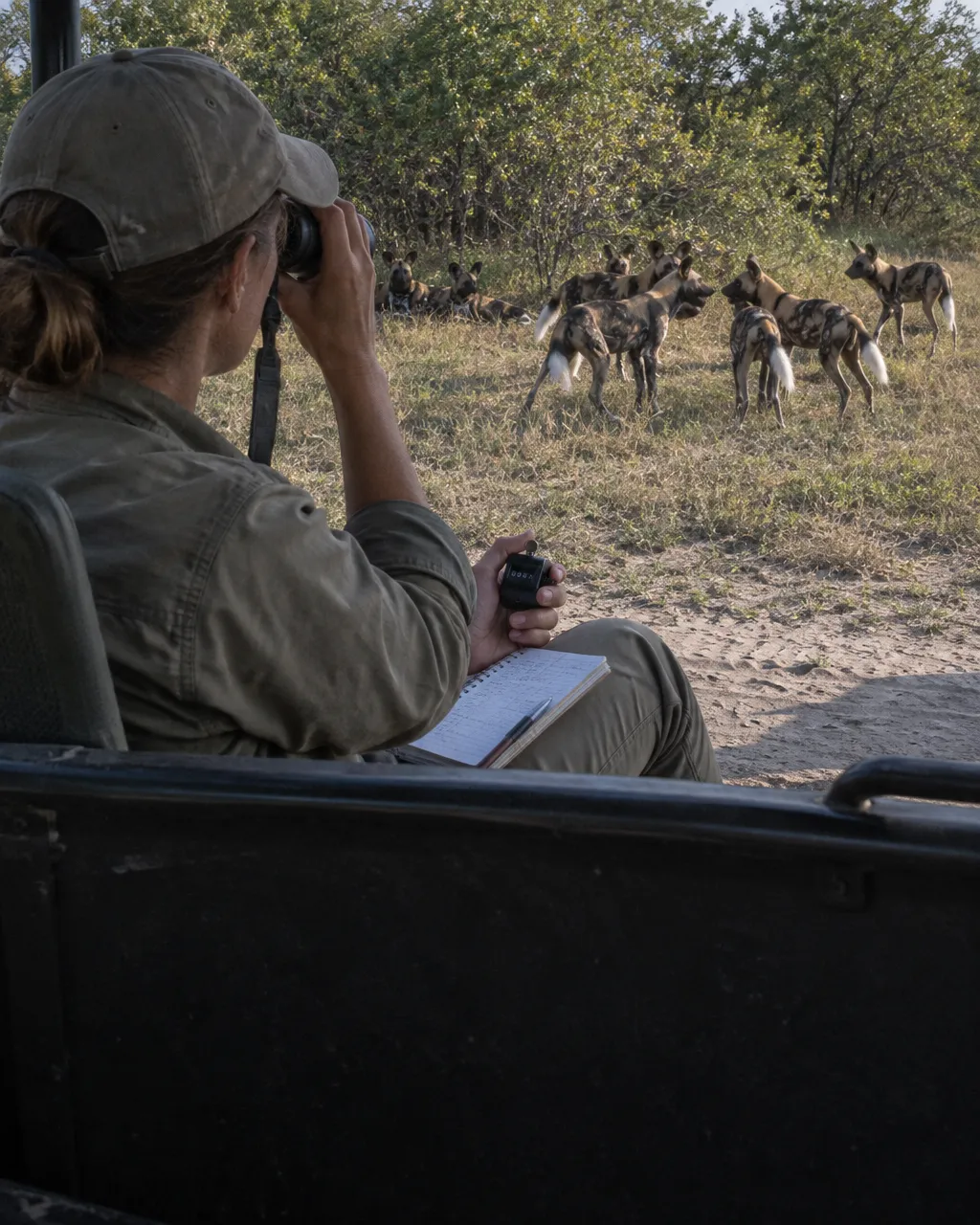 Persona vista desde atrás del hombro, sentada al volante de un vehículo de investigación abierto y cubierto de polvo, detenido en una pista arenosa del delta del Okavango.