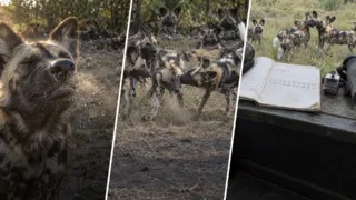 perros salvajes africanos deciden estornudos hero