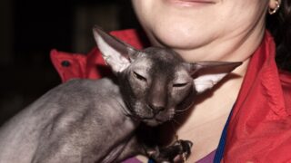 Gato peterbald sin pelo, de orejas enormes, en brazos de una persona