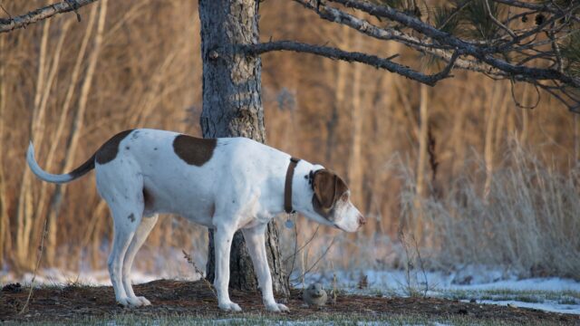 Pointer inglés blanco con manchas hígado de pie junto a un árbol en el campo