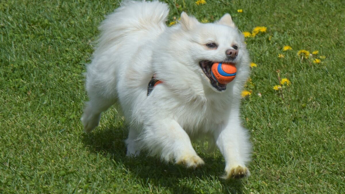 Razas de perros pequeños: 35 razas con su tamaño, carácter y cuidados 1 Un pomerania blanco corre por el pasto con una pelota en la boca