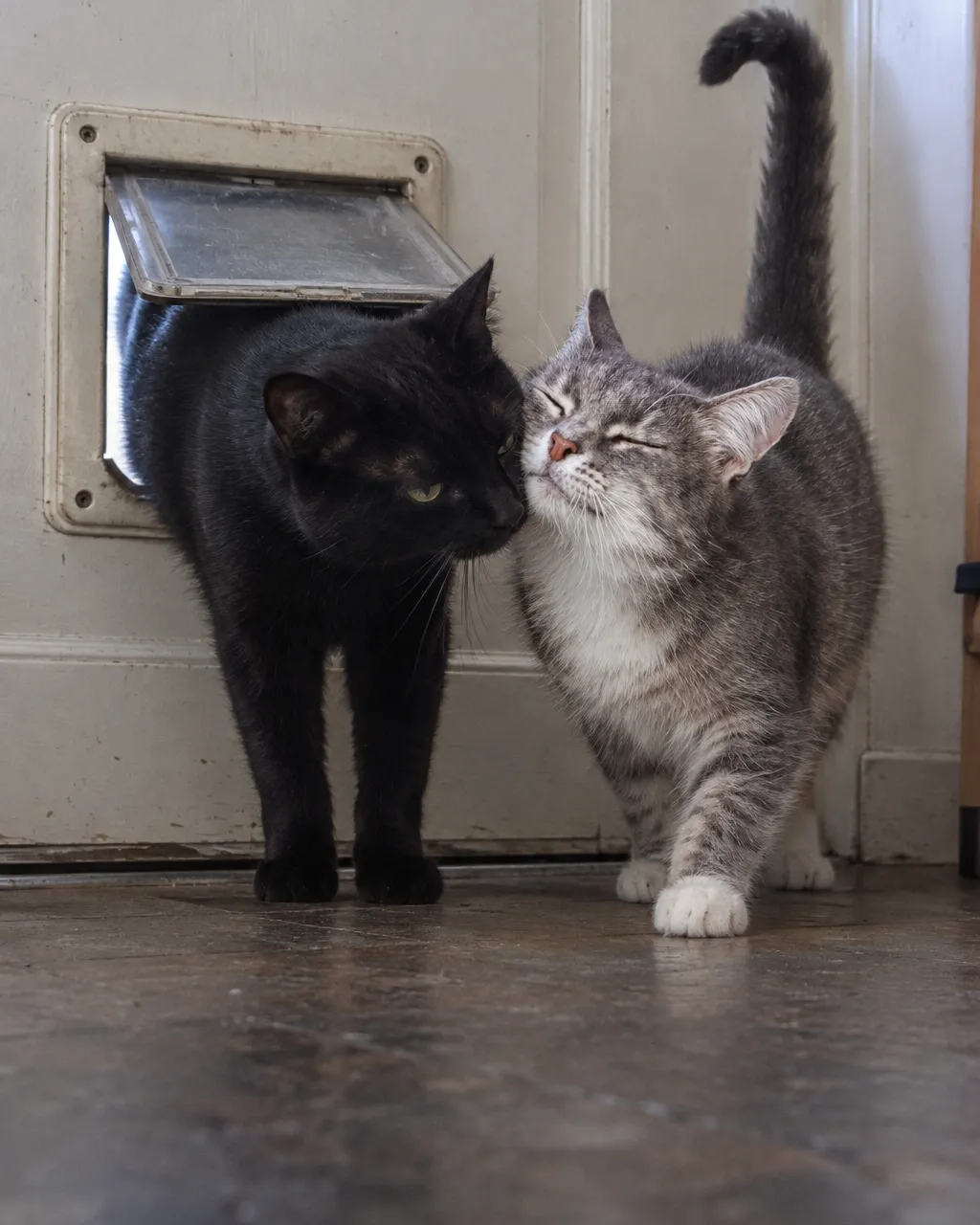 Un gato negro entra a medias a una casa por la puerta para gatos de una puerta trasera, mientras un gato blanco con gris, con la cola levantada, le aprieta la frente y la mejilla contra la cara con los ojos entrecerrados.