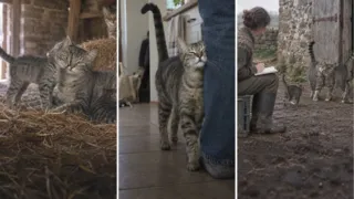por que tu gato te da cabezazos hero