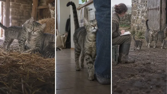 Cada cabezazo de tu gato te deja algo que no puedes oler, y en una colonia solo lo recibían unos cuantos