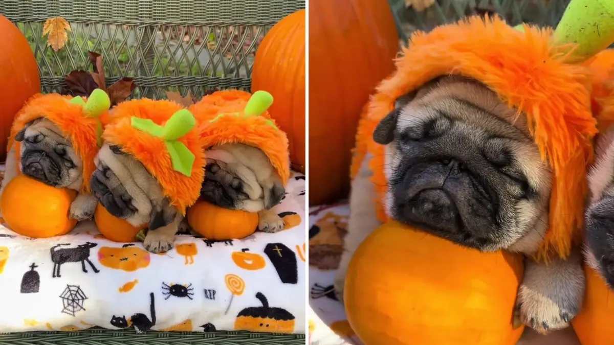 Tres pugs diminutos disfrazados de calabaza, y lo mejor no es el disfraz 1 Tres pugs diminutos disfrazados de calabaza, y lo mejor no es el disfraz