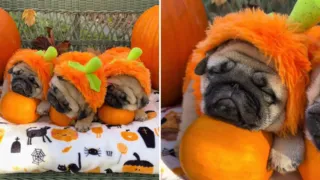 pugs disfrazados de calabaza hero