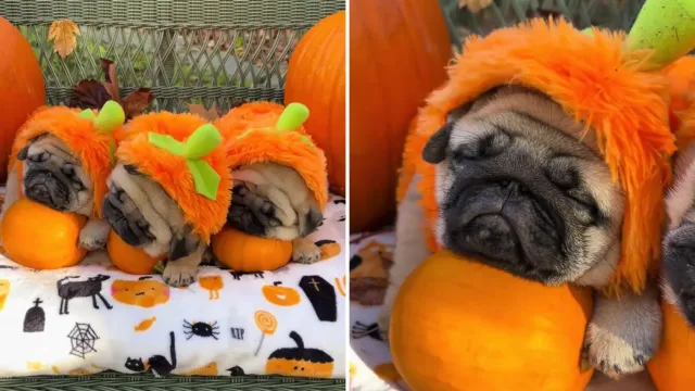 Tres pugs diminutos disfrazados de calabaza, y lo mejor no es el disfraz