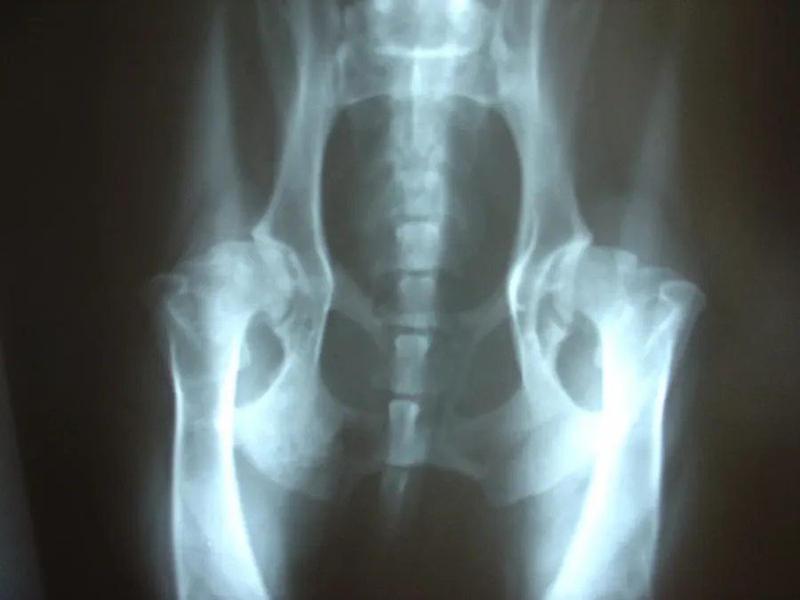 Radiografía de la pelvis de un perro con las dos caderas deformadas por la displasia y la artrosis