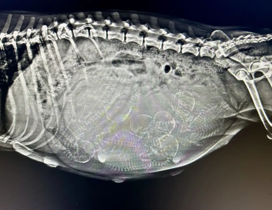 Radiografía lateral del abdomen de una perra preñada en la que se ven los esqueletos de varios cachorros