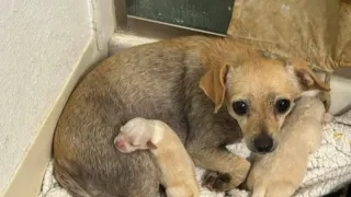 remy perrita abandonada con sarna hero
