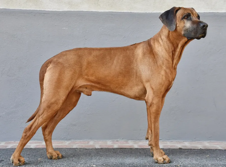 Un rhodesian ridgeback de 6 años, de pie y de costado, frente a una pared