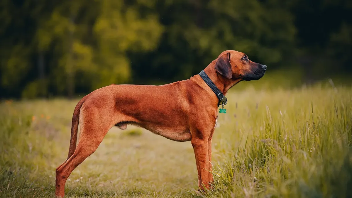 Un rhodesian ridgeback rojizo de pie y de perfil en un prado, con un bosque al fondo