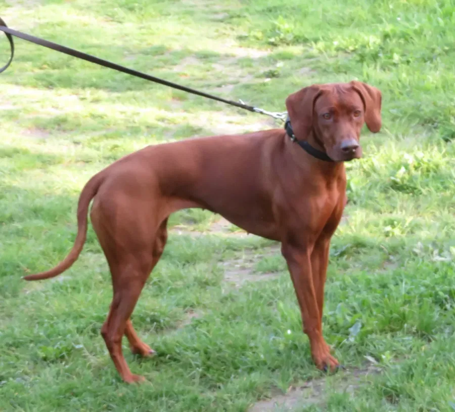 Una hembra de rhodesian ridgeback rojiza con la nariz marrón, de pie en el pasto