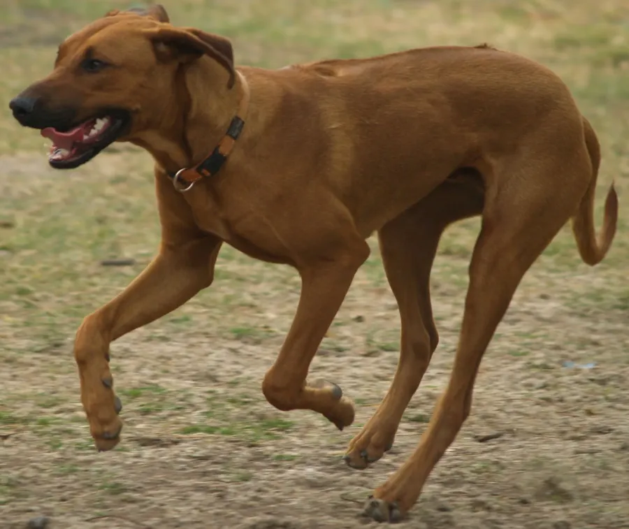 Un rhodesian ridgeback trotando con la boca abierta en un campo