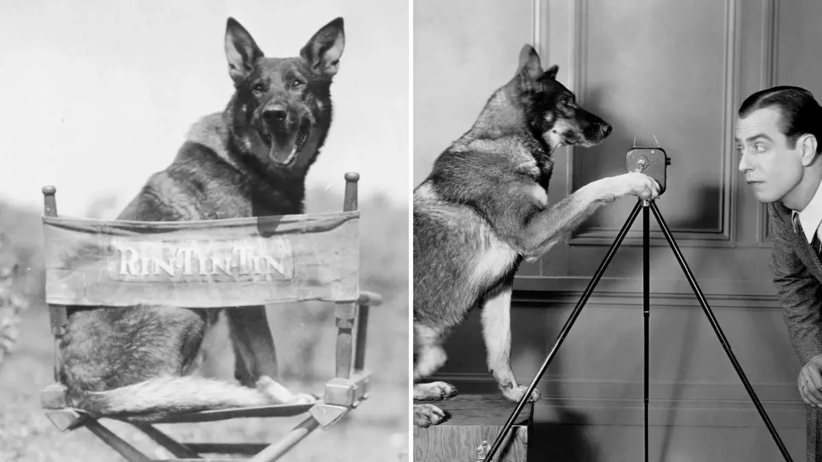 Rin Tin Tin: el cachorro que salió de un criadero bombardeado en Francia y llegó a Hollywood 1 Rin Tin Tin: el cachorro que salió de un criadero bombardeado en Francia y llegó a Hollywood