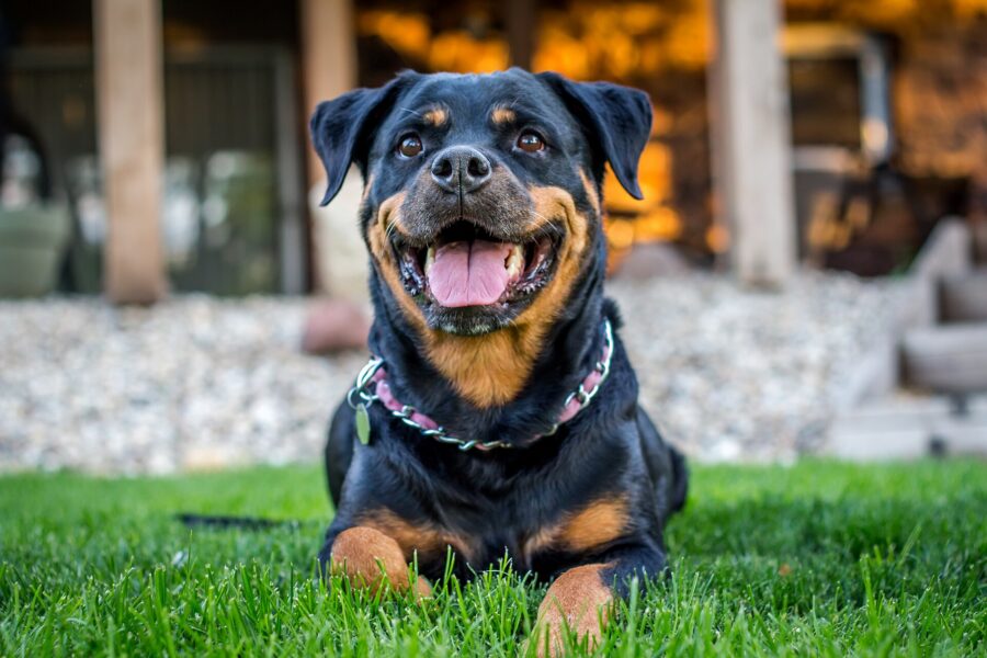 Rottweiler: historia, carácter, temperamento y cuidados 2 Rottweiler negro y fuego echado en el pasto, con la boca abierta