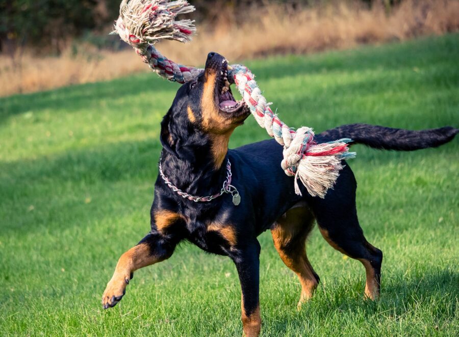 Rottweiler: historia, carácter, temperamento y cuidados 3 Rottweiler con la cola entera saltando en el pasto con una cuerda de juguete en la boca