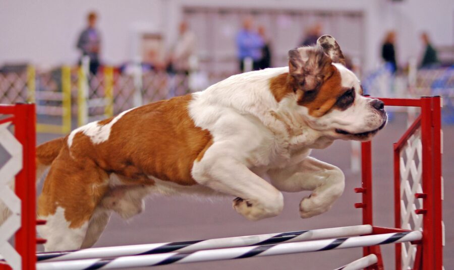 San bernardo saltando una valla en una prueba de agility