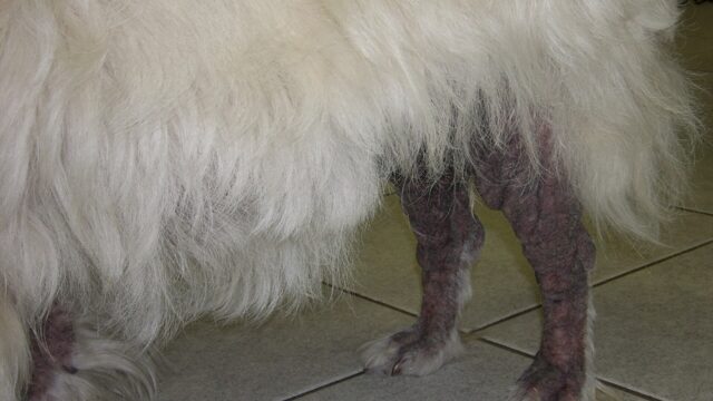 Patas de un perro de pelo blanco con zonas sin pelo y piel engrosada por la sarna