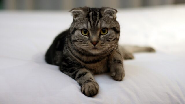 Gato scottish fold atigrado marrón con las orejas dobladas, echado sobre una manta blanca