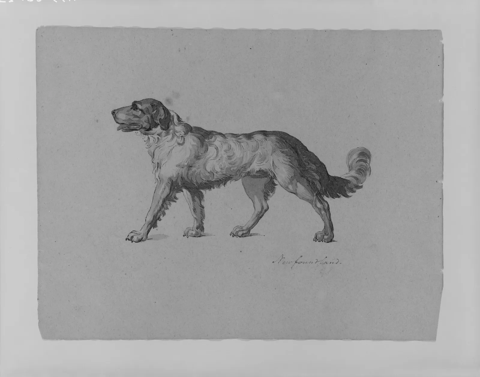 Seaman, el perro de Lewis y Clark: perdió su nombre durante décadas y su final solo lo cuenta una nota de 1814 3 Dibujo a tinta y aguada gris de un perro terranova, hecho por Thomas Sully en un cuaderno de apuntes