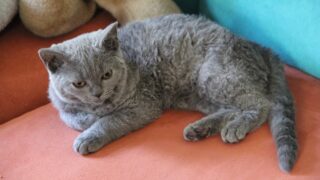 Gato selkirk rex joven gris de pelo rizado echado sobre un cojín naranja